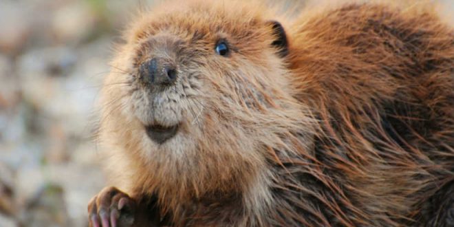 Tudo Sobre O Castor: Características, Nome Científico E Fotos | Mundo ...