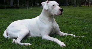 Dogo Argentino Deitado na Grama