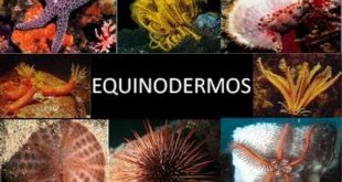 Equinodermos