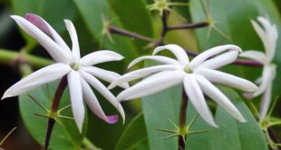 Flor Jasmim-dos-Açores Fotografada de Perto