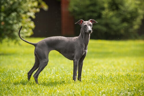 Qual a Raça de Cachorro Melhor Para Caça?