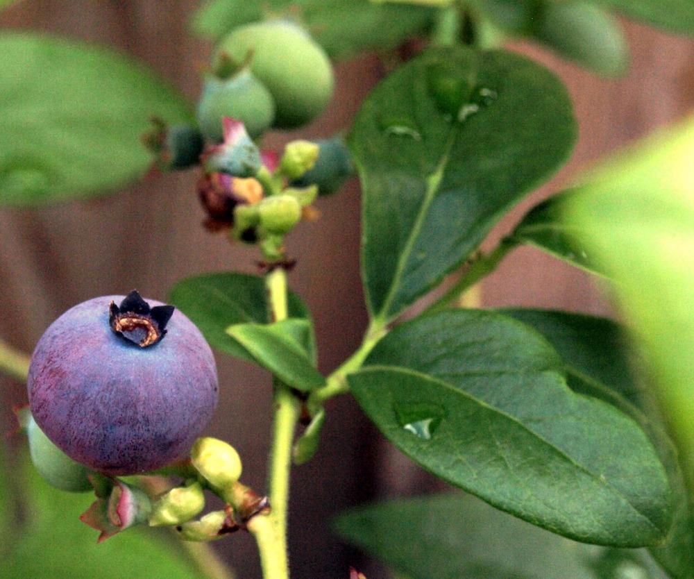 Frutas que Começam com a Letra V: Nome e Características