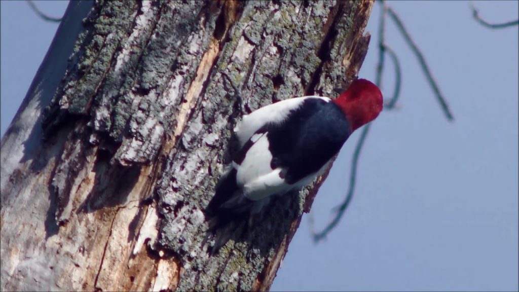 Habitat do Pica Pau: Onde Eles Vivem? | Mundo Ecologia