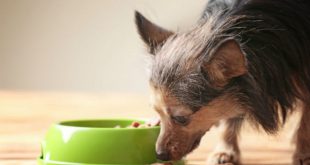 Cão Idoso Comendo