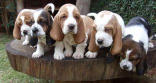 Filhotes de Basset Hound