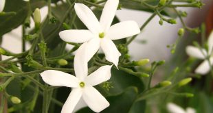 Jasminum Azoricum