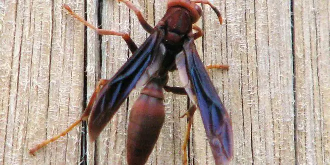 Marimbondo mata cavalo, Marimbondo tatu (Synoeca cyanea) 