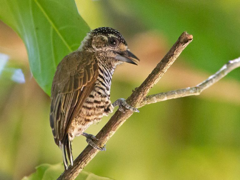 Habitat do Pica Pau: Onde Eles Vivem? | Mundo Ecologia