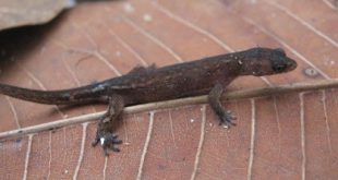 Lagarto Chatogekko Amazonicus