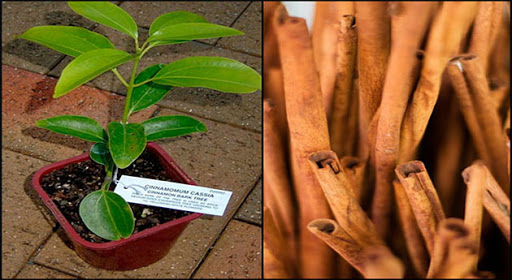 Como Plantar Canela em Vaso em Casa