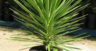 Yucca Aloifolia