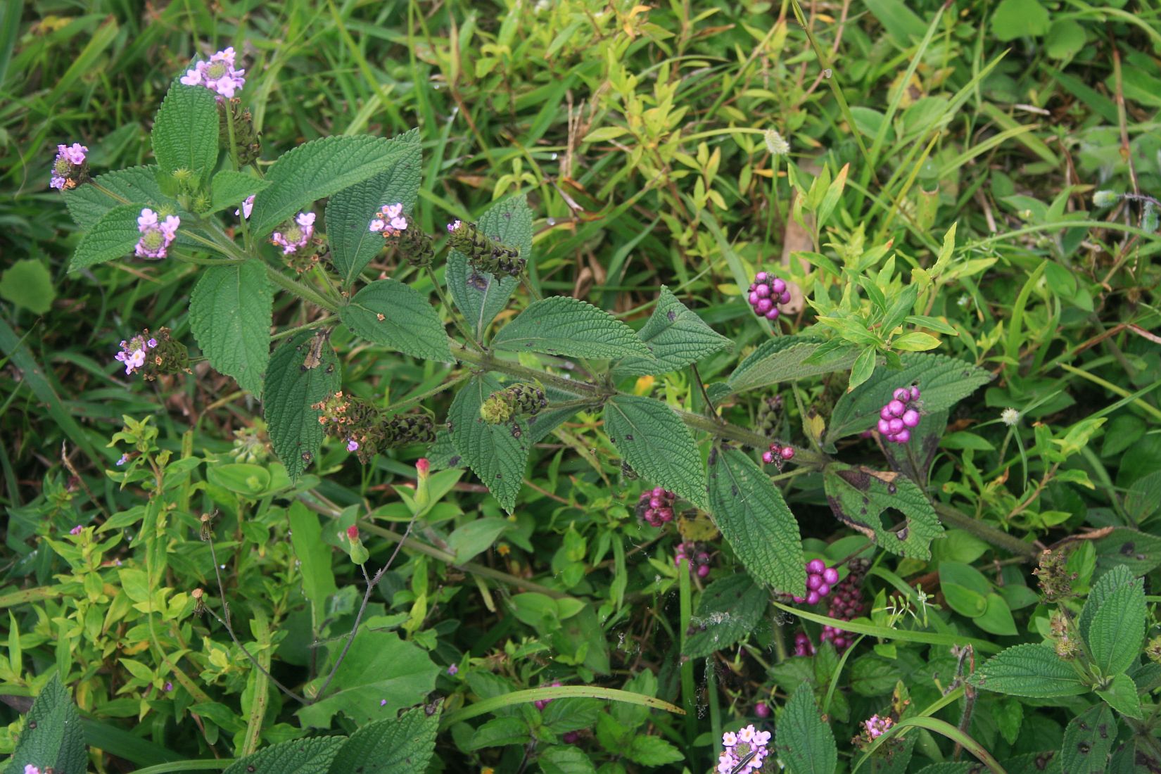 Lantana trifolia