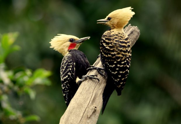 Pica Pau de Banda Branca: Características, Habitat e Fotos | Mundo Ecologia