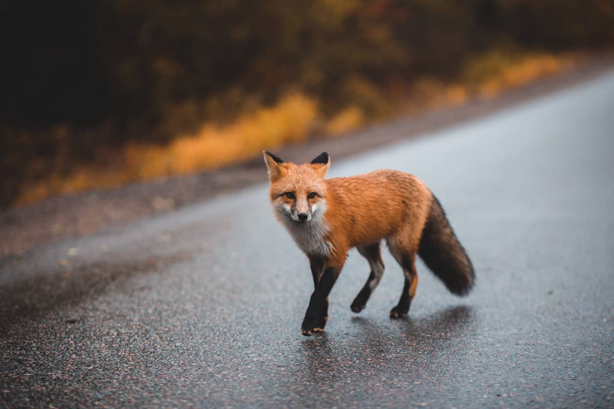 Qual a Raposa Mais Bonita do Mundo?