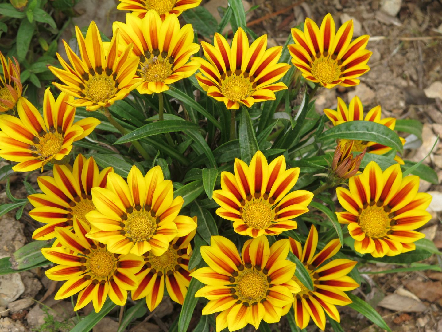 Tudo Sobre a Flor Gazania: Características e Nome Cientifico