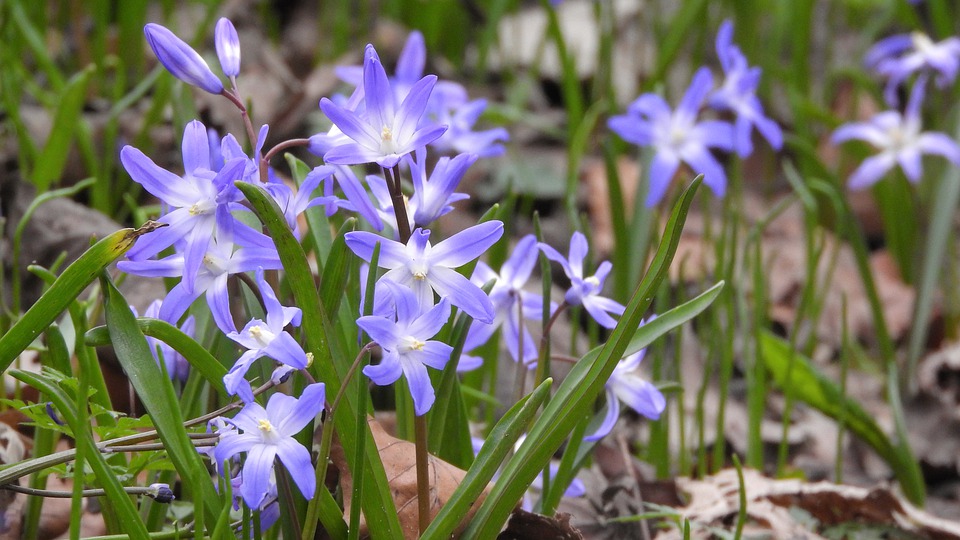 Tudo Sobre a Flor Glória da Neve: Características e Nome Cientifico