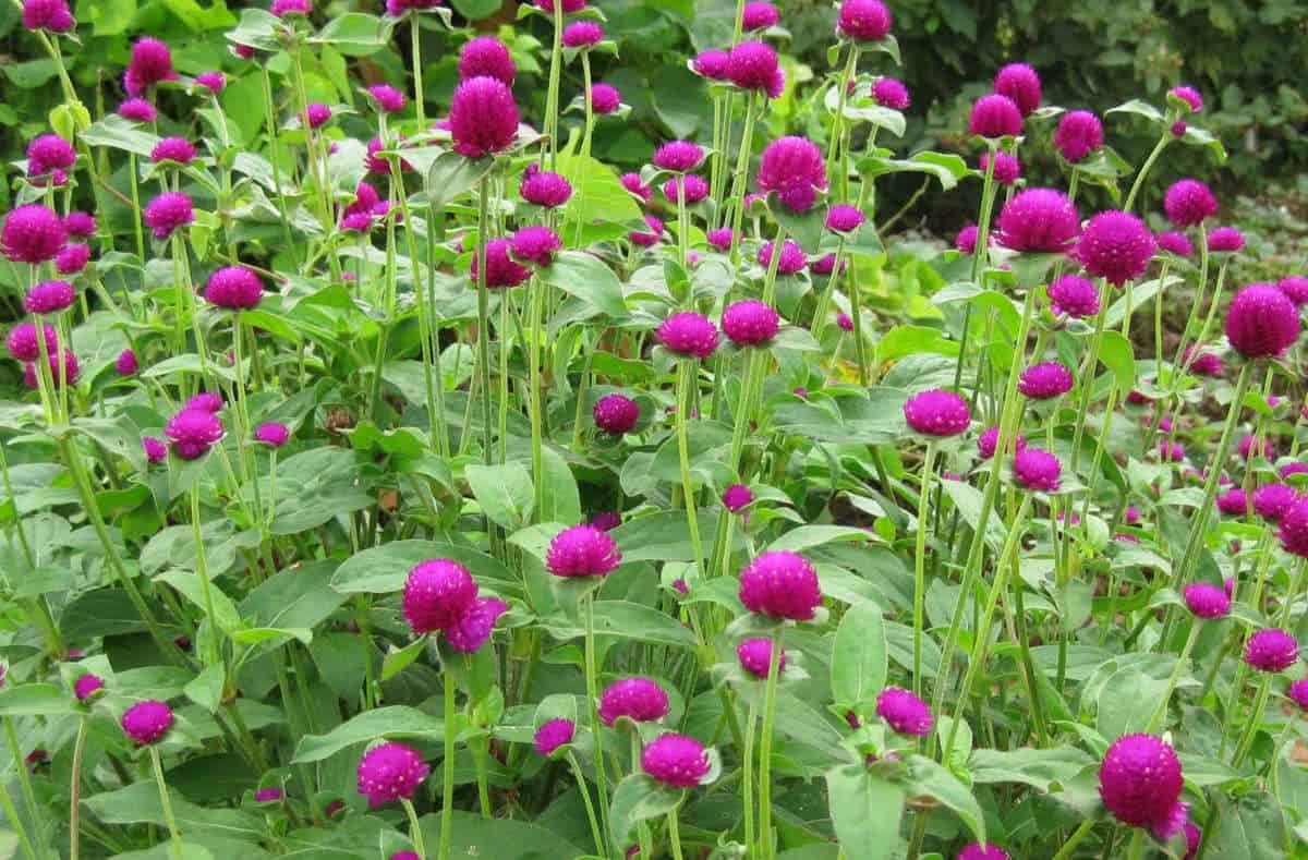 Qual é a Flor do Cerrado?