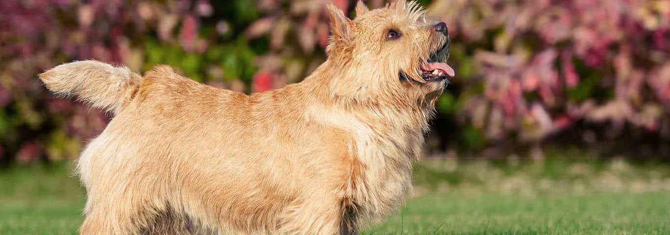 História do Norwich Terrier, Personalidade e Origem da Raça