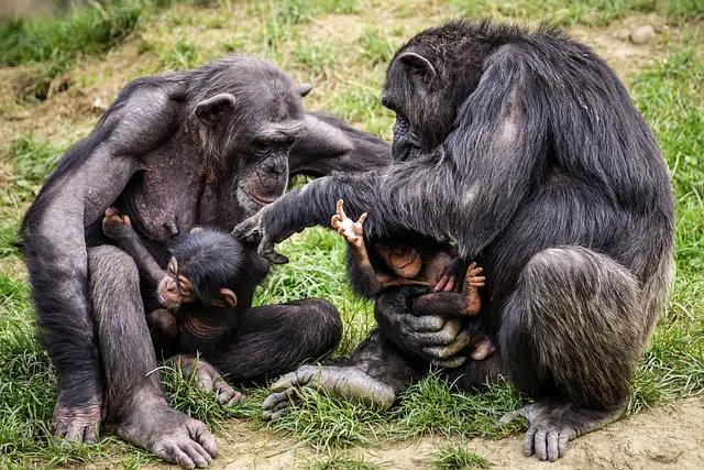 Chimpanzés Interagindo 