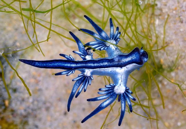 Dragão Azul: A Incrível Adaptabilidade do Cnidário Azul