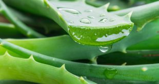 Aloe vera