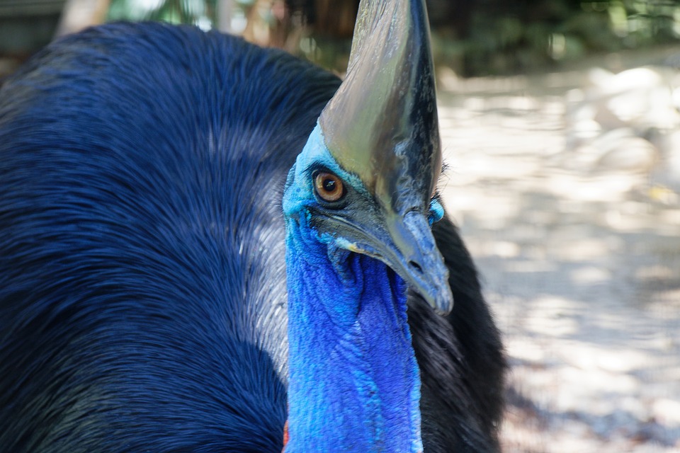 Cassowary: Descubra a Fascinante Ameaça das Aves Australianas