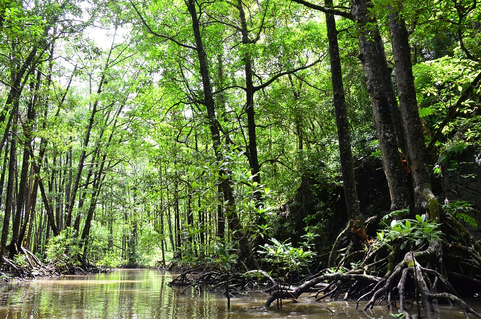 Manguezais: Os Berçários Marinhos da Natureza