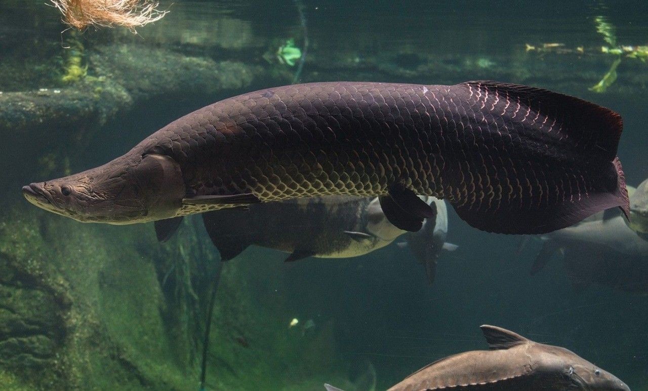 Pirarucu: O Peixe Gigante da Amazônia