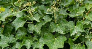 Hedera helix