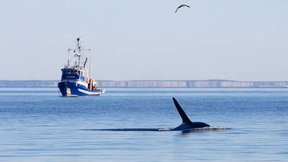 Os impactos da poluição sonora nos ecossistemas marinhos