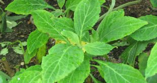 Salvia divinorum