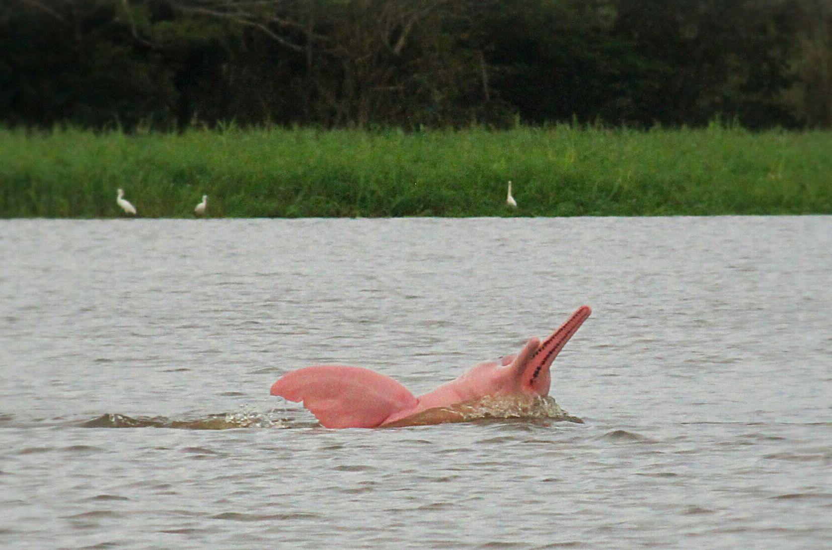 Biodiversidade Marinha na Amazônia: Descobrindo Tesouros Submersos