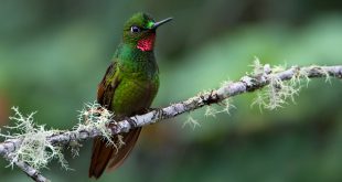 beija-flor-rubi