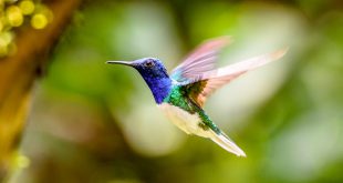 O Colibri