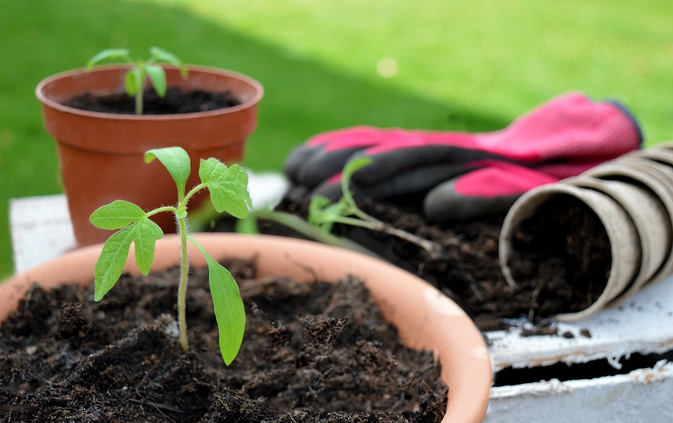 Flores e Jardins Sustentáveis: Dicas para Cultivar Flores de Forma Ecologicamente Consciente