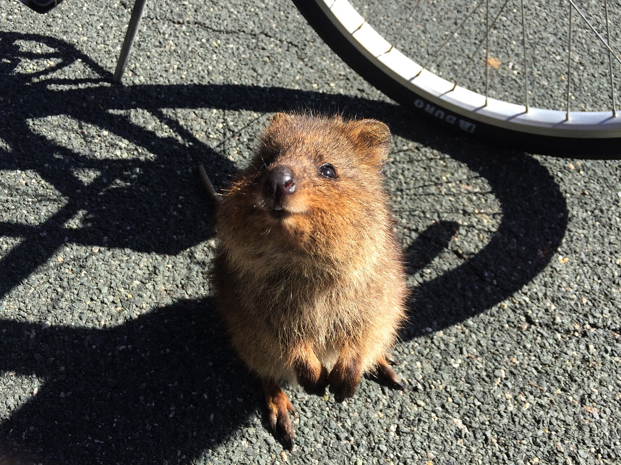 Quokka: Descubra a Felicidade Encantadora desse Animal Adorável