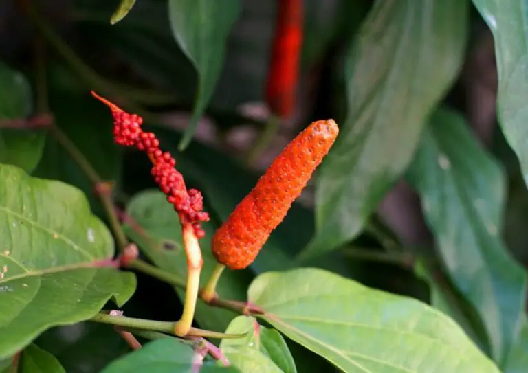 As Plantas Medicinais Indígenas A Sabedoria Ancestral Sobre As Plantas Mundo Ecologia 3256