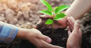 Restauração Ecológica