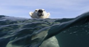 Aumento da temperatura animais