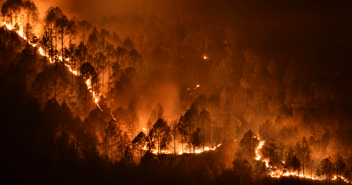 A Influência dos Incêndios Florestais na Natureza