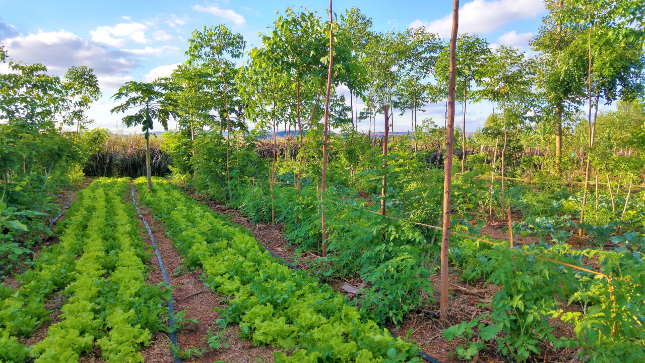 Agrofloresta: Os Benefícios da Integração entre Agricultura e Floresta