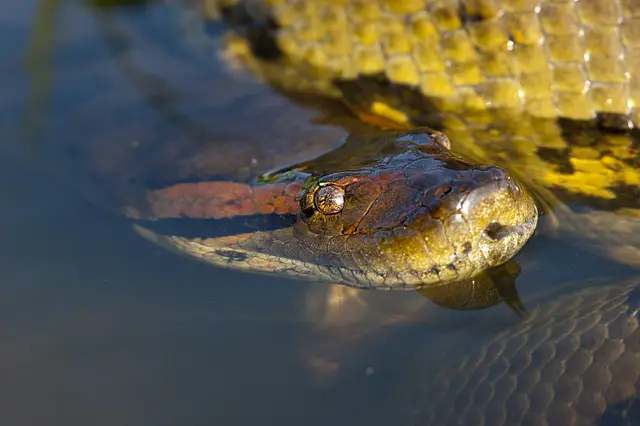 Anaconda saliendo del agua