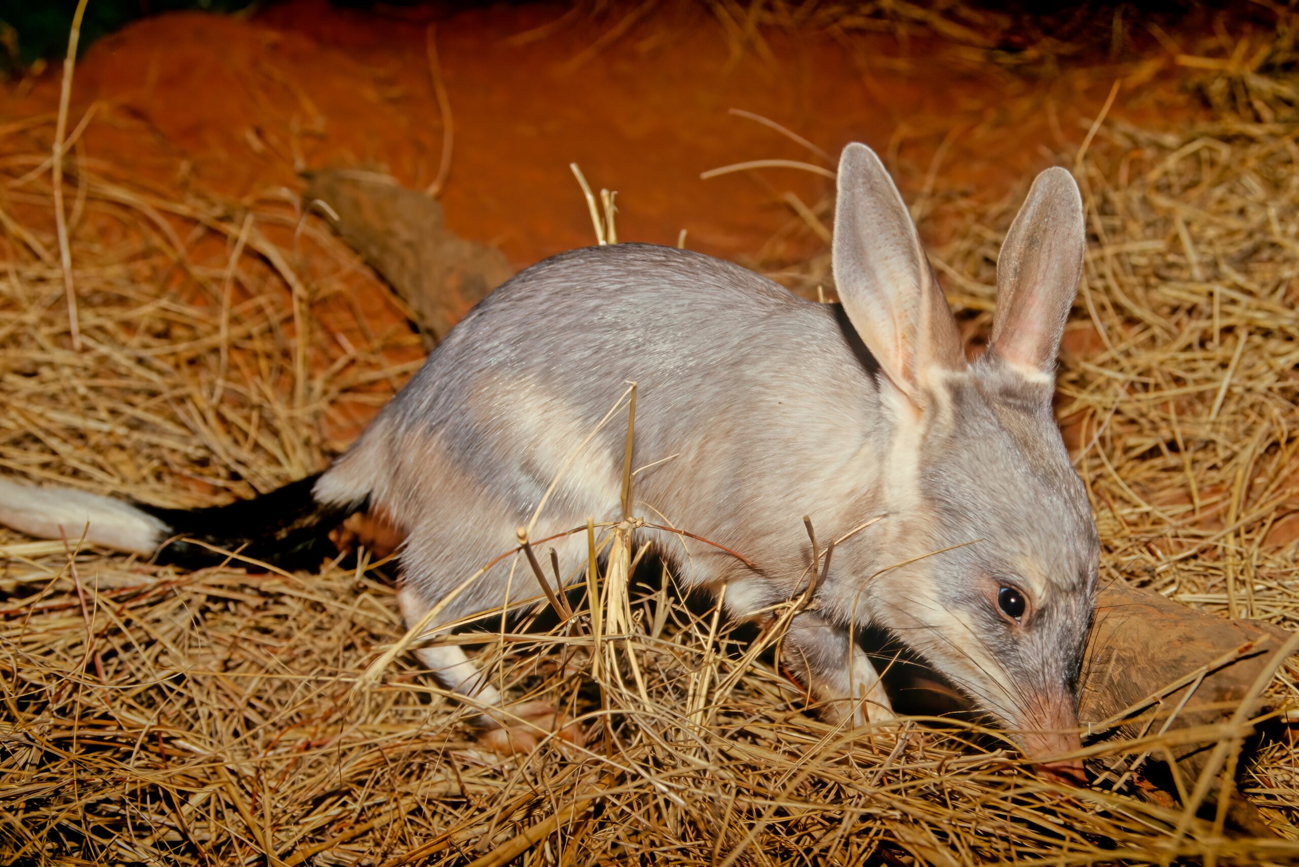 Marsupial Noturno da Austrália: Mistérios da Vida Noturna Revelados