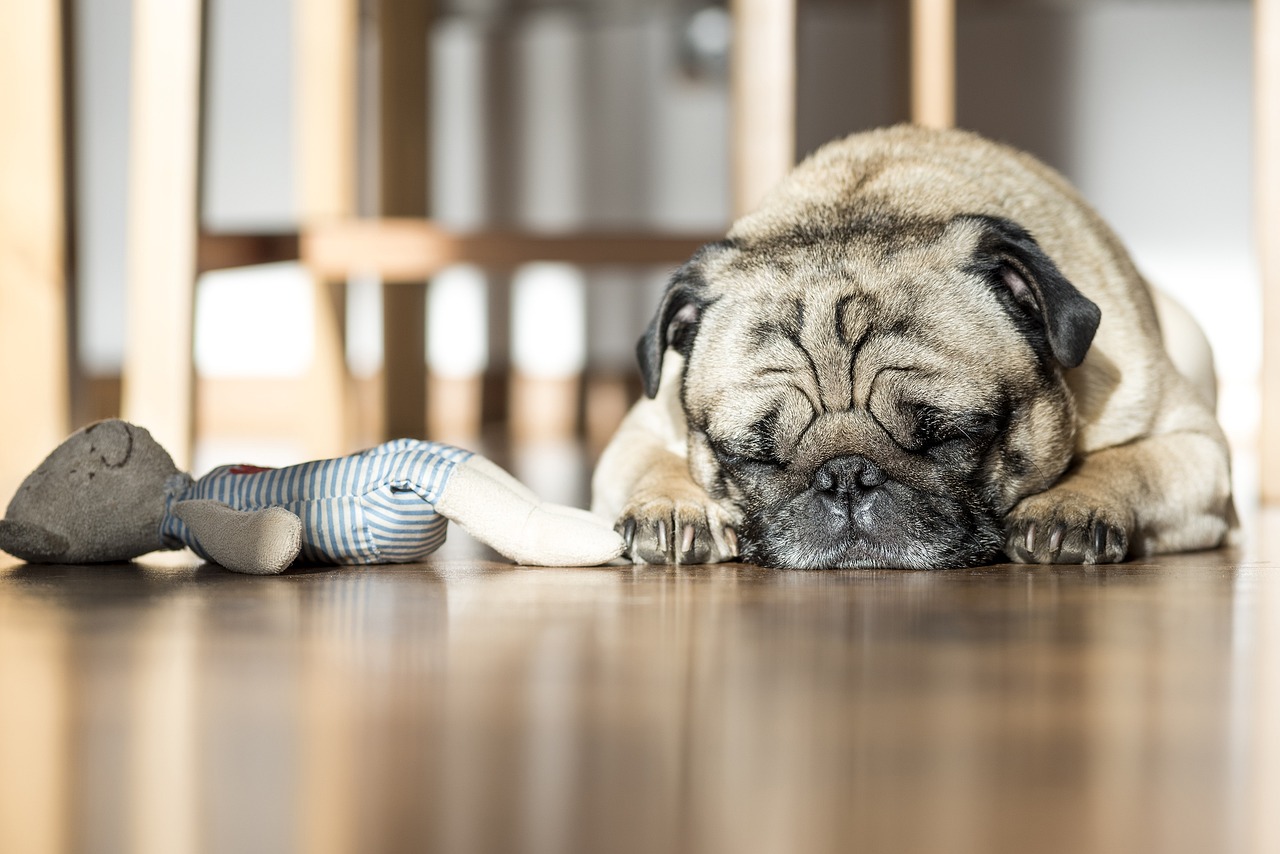 Os Melhores Brinquedos Interativos para Cachorros: Estimule, Divirta e Desafie