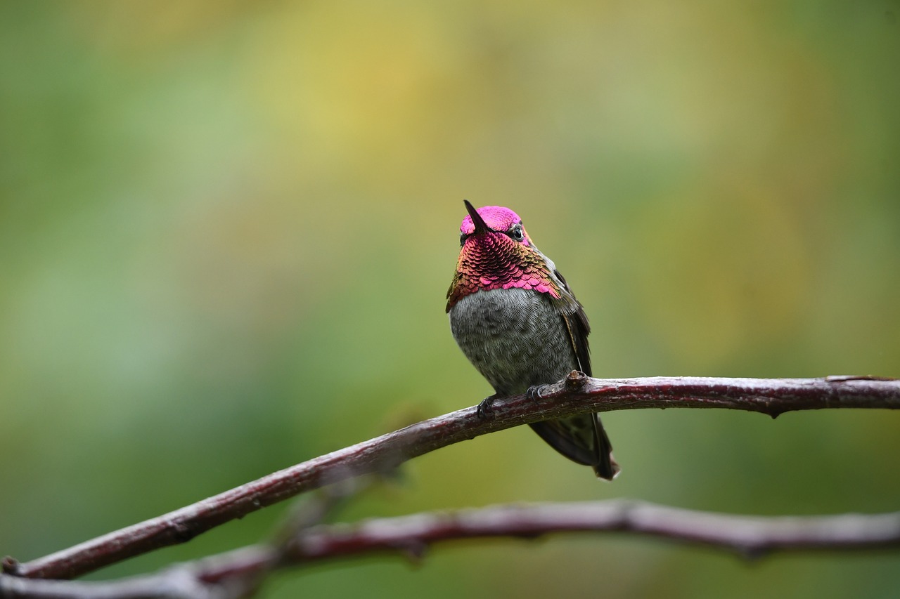 Colibri-Rubi: A Delicadeza e Fascínio do Beija-Flor