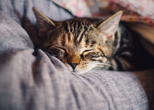 Cuidados Especiais para Gatos Idosos: Mantendo seu Felino Feliz e Saudável