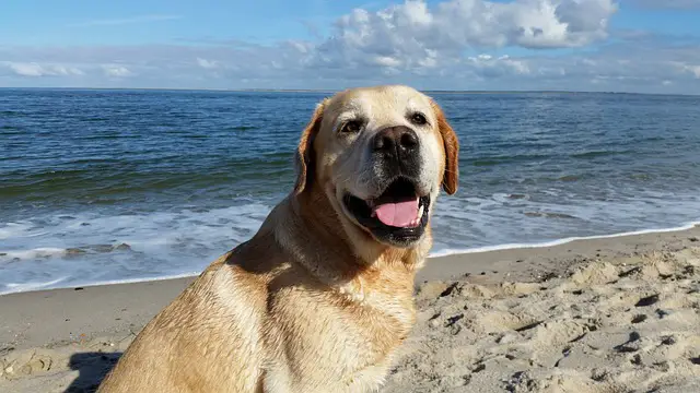 Labrador Retriever en la playa 