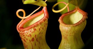 Nepenthes