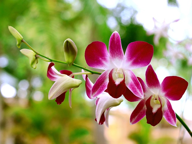 Flores Brasileiras Raras e Exóticas: Encanto e Singularidade