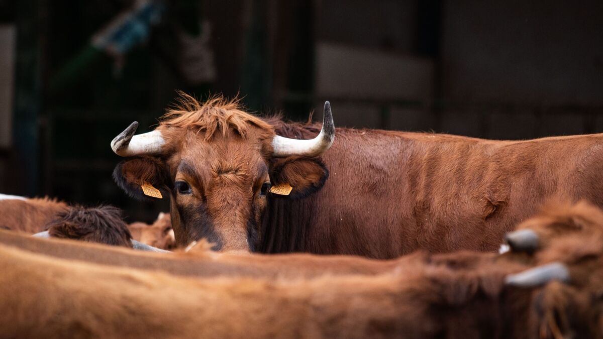 Características da Vaca Pajuna: Uma Raça Adaptada ao Clima Quente